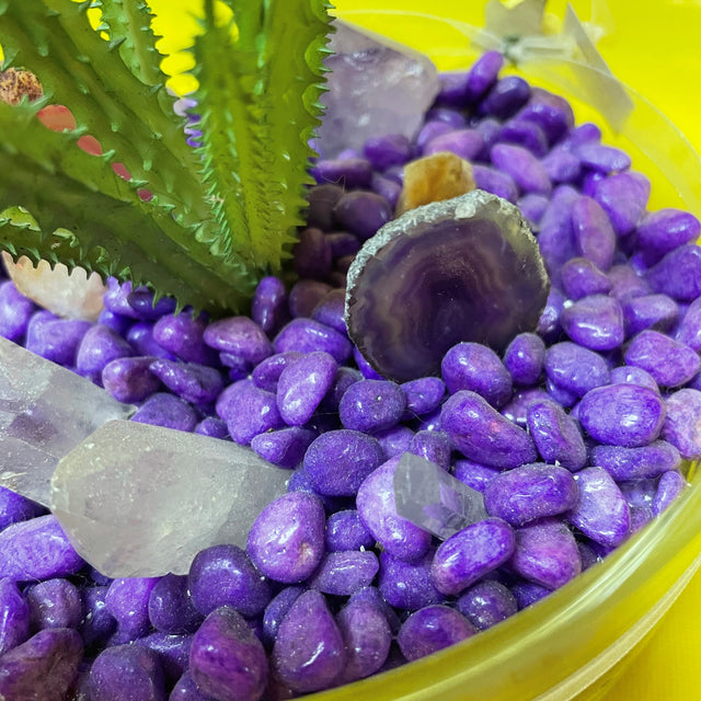 Crystal Garden with Succulent Plant