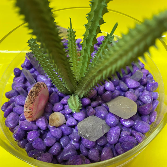 Crystal Garden with Succulent Plant