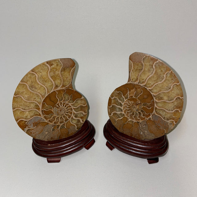 Ammonite Pairs from Tibet