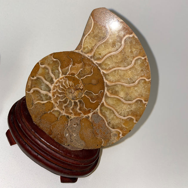 Ammonite Pairs from Tibet