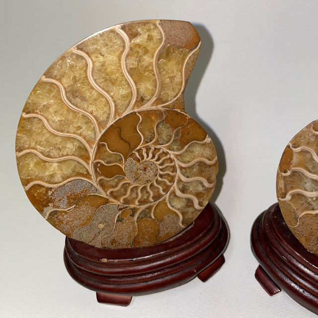 Ammonite Pairs from Tibet