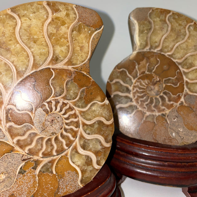 Ammonite Pairs from Tibet