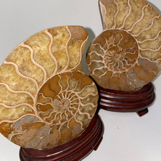 Ammonite Pairs from Tibet