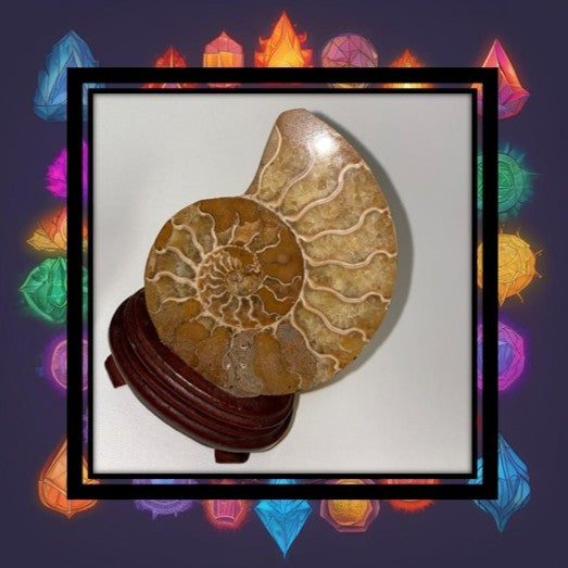 Ammonite Pairs from Tibet