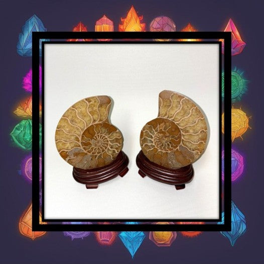 Ammonite Pairs from Tibet