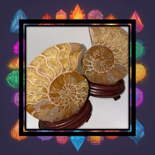 Ammonite Pairs from Tibet