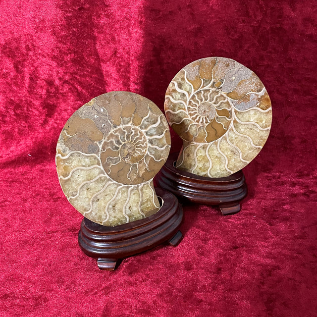 Ammonite Pairs from Tibet