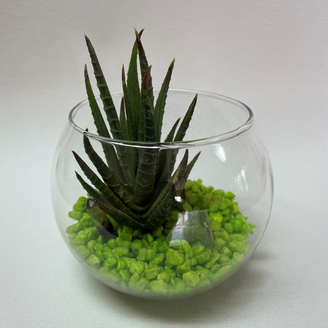 Crystal Terrariums with Succulent Plant
