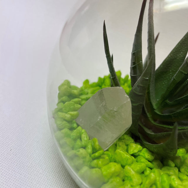 Crystal Terrariums with Succulent Plant