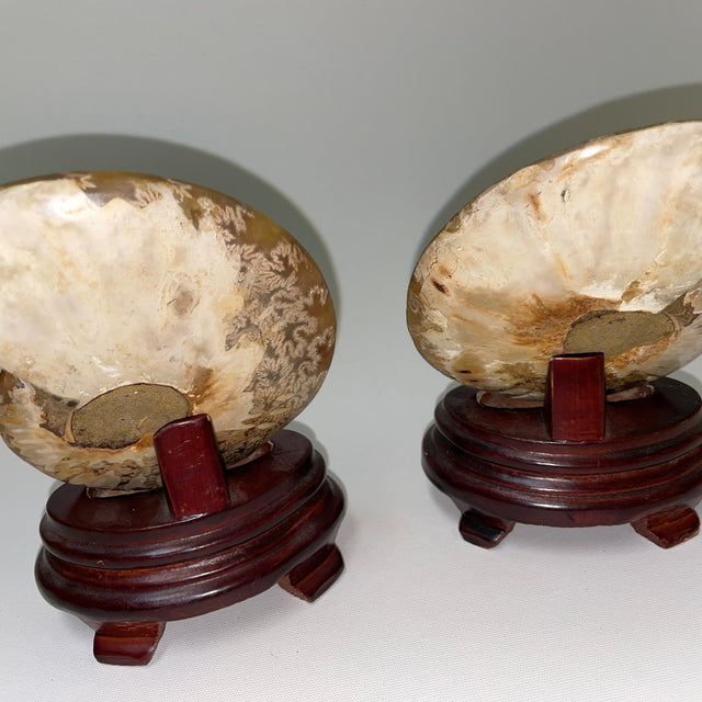 Ammonite Pairs from Tibet